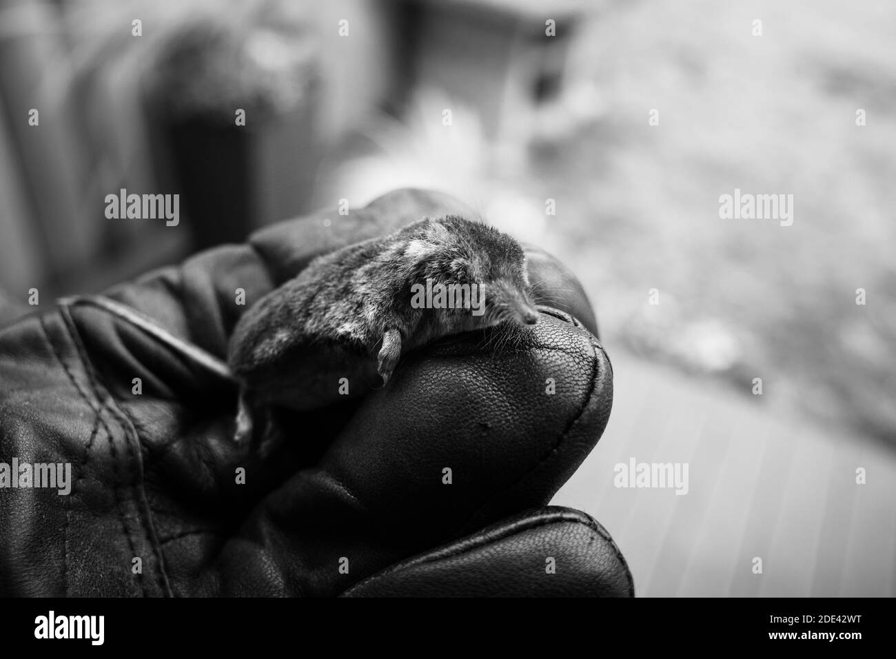 une tirade morte repose sur un gant Banque D'Images