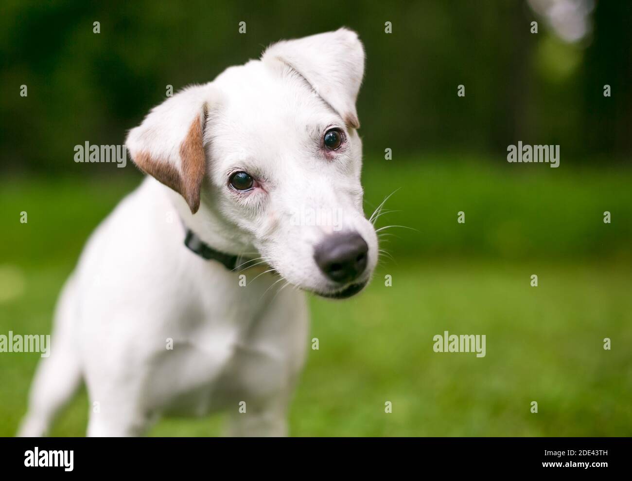 Un curieux Jack Russell Terrier écoutant la tête inclinaison Banque D'Images