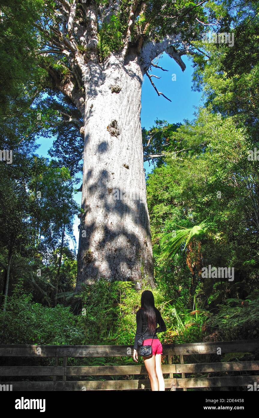 Kauri géant de la nouvelle zélande arbre kauri géant Banque de  photographies et d'images à haute résolution - Alamy