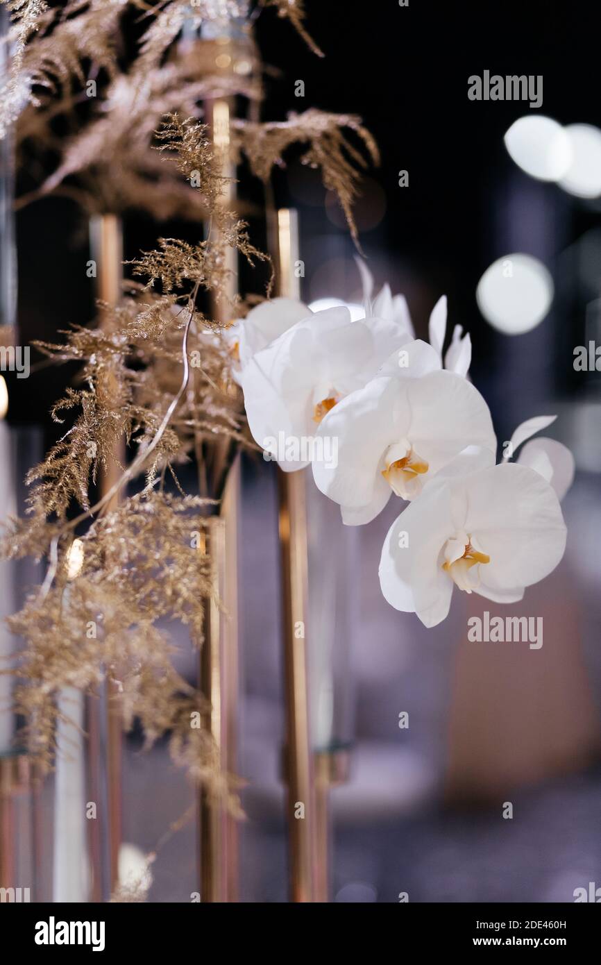 Gros plan sur l'orchidée blanche. Décorations de restaurant de mariage. Banquet de mariage. Banque D'Images