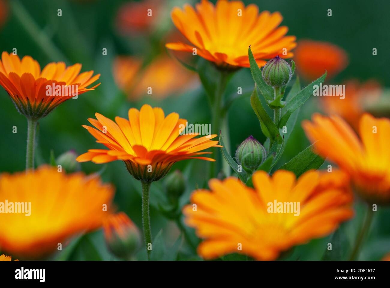 Calendula officinalis fleurs d'orange qui poussent dans une ferme d'herbes biologiques Banque D'Images
