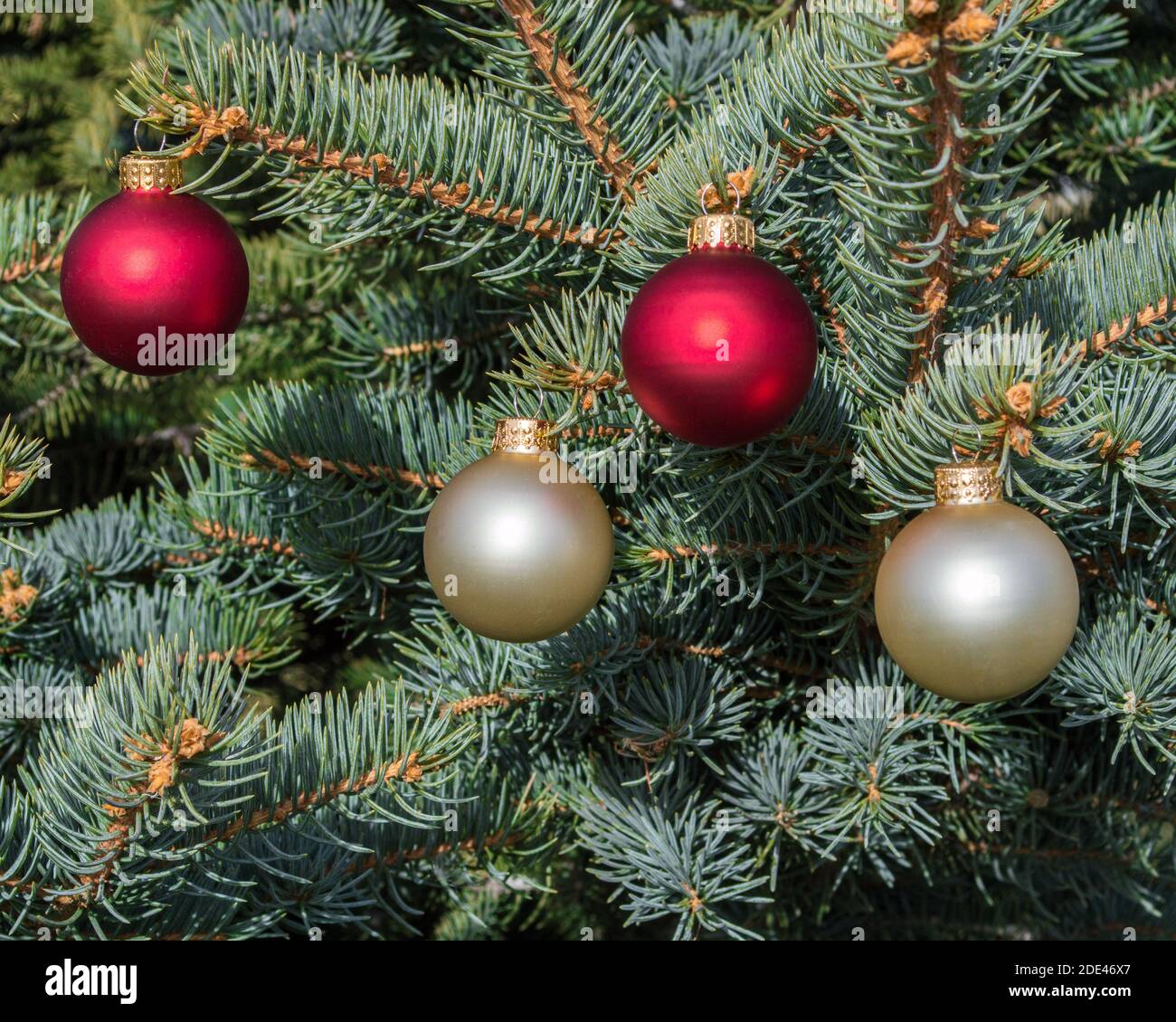 Quatre décorations de Noël en satin rouge et blanc suspendues au branches d'un pin avec espace de copie Banque D'Images