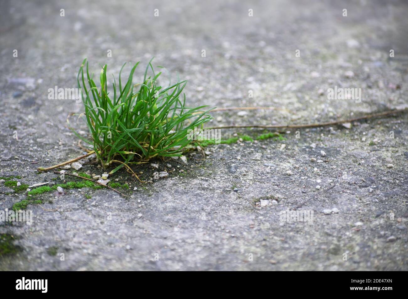 Puissance de la nature, une touffe d'herbe pousse dans une fissure dans le béton, l'espace de copie, le foyer choisi, la profondeur de champ étroite Banque D'Images