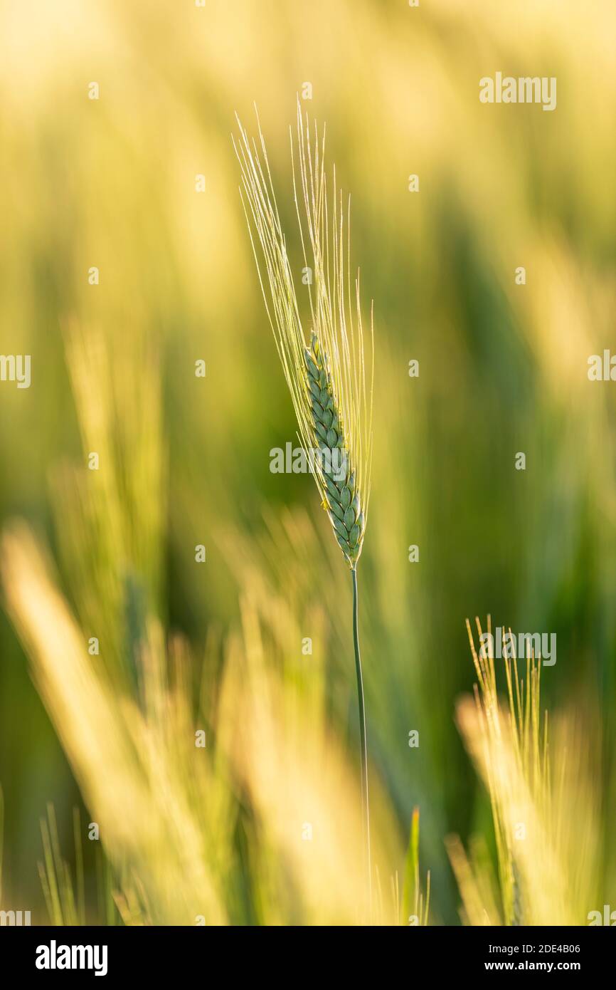 Oreille d'orge (Hordeum vulgare) Bade-Wurtemberg, Allemagne Banque D'Images