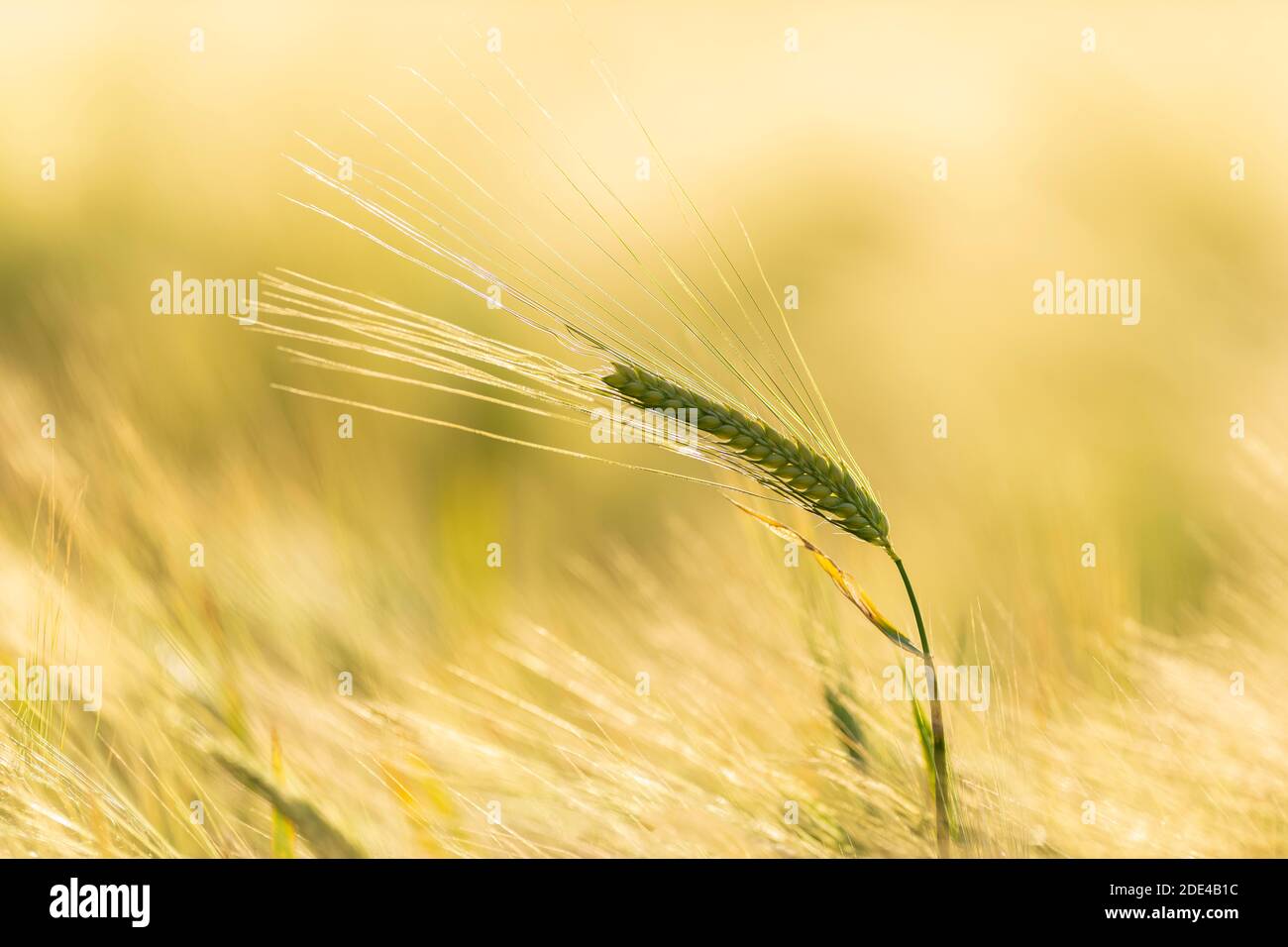 Oreille d'orge (Hordeum vulgare) Bade-Wurtemberg, Allemagne Banque D'Images