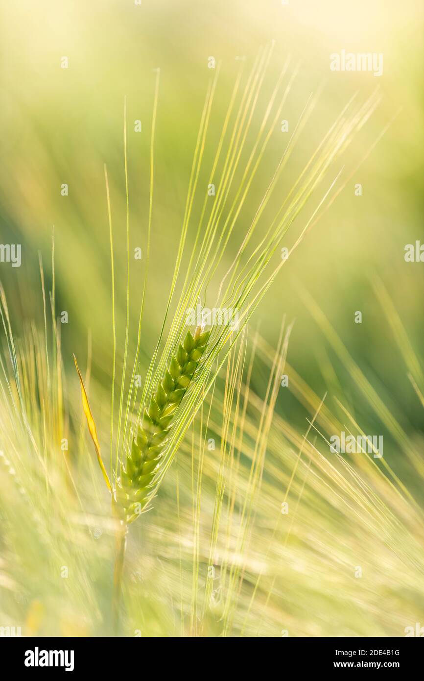 Oreille d'orge (Hordeum vulgare) Bade-Wurtemberg, Allemagne Banque D'Images