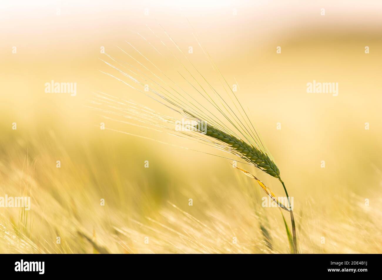 Oreille d'orge (Hordeum vulgare) Bade-Wurtemberg, Allemagne Banque D'Images