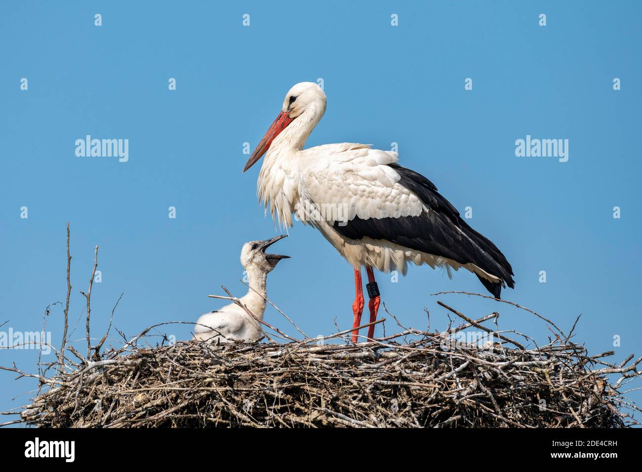 Ciconie blanche en nid, adulte avec jeune, Ciconia ciconia, Lac de Lucerne, Canton de Zurich, Suisse Banque D'Images