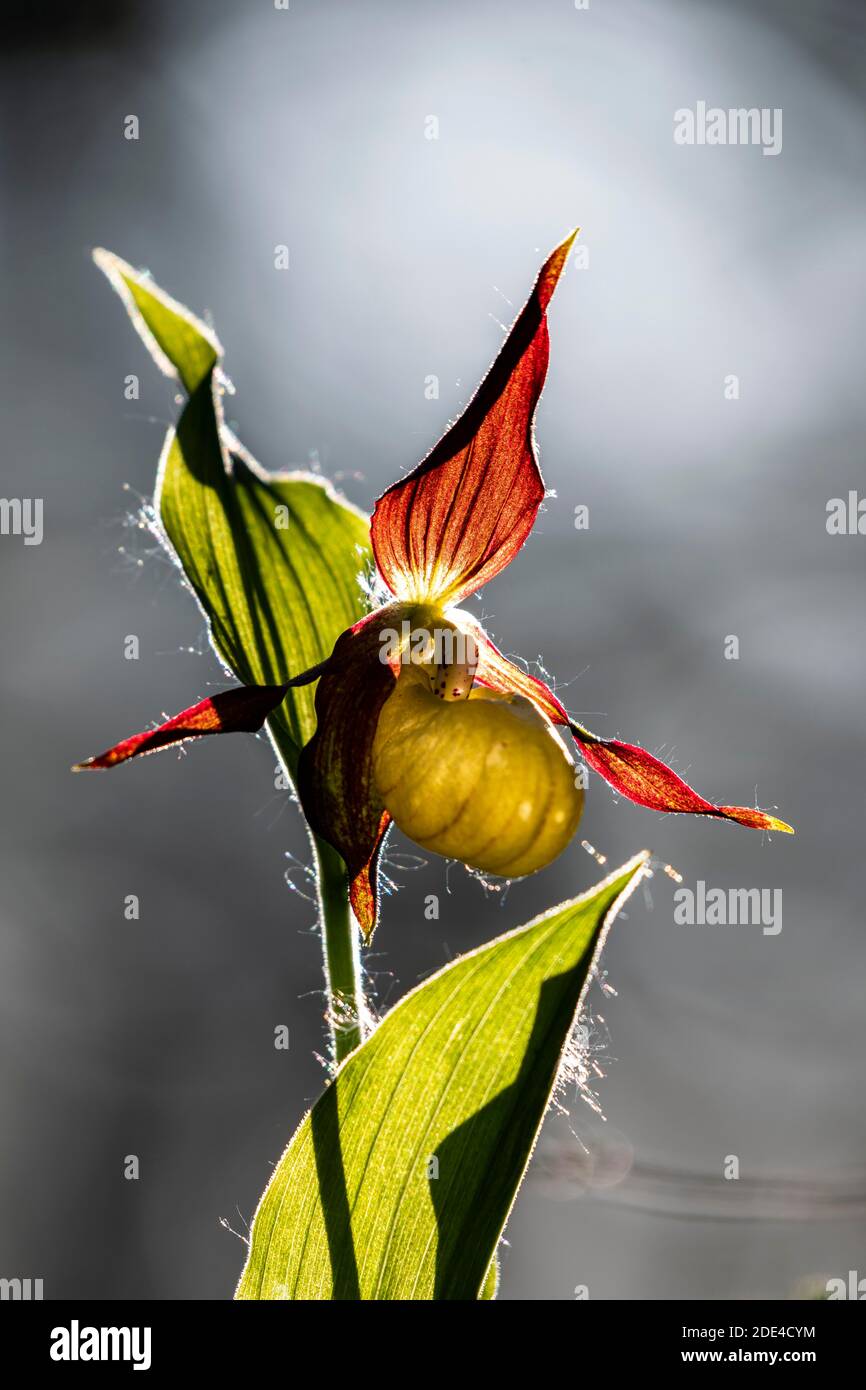 Yellow Lady's Slipper ou Lady's Slipper Orchid (Cypripedium calceolus), Canton de Schwyz, Suisse Banque D'Images