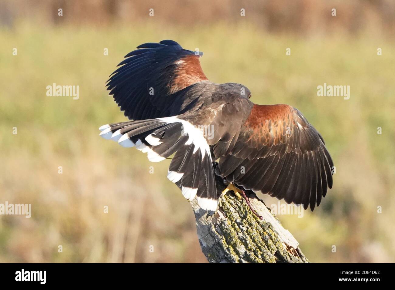 Hawk en vol Banque D'Images