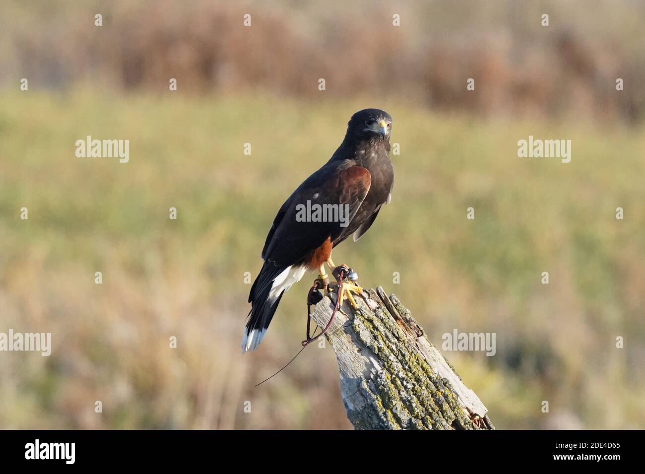 Hawk en vol Banque D'Images