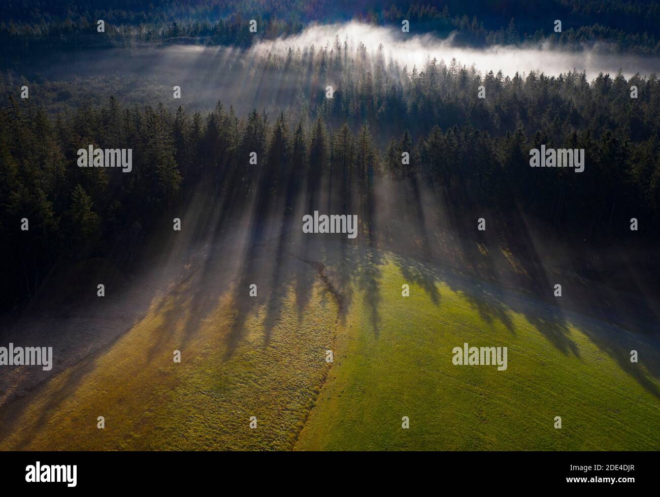 Forêt d'épinette dans le brouillard du matin avec ombre portée, d'en haut, photo de drone, vue aérienne, Mondseeland, Salzkammergut, haute-Autriche, Autriche Banque D'Images