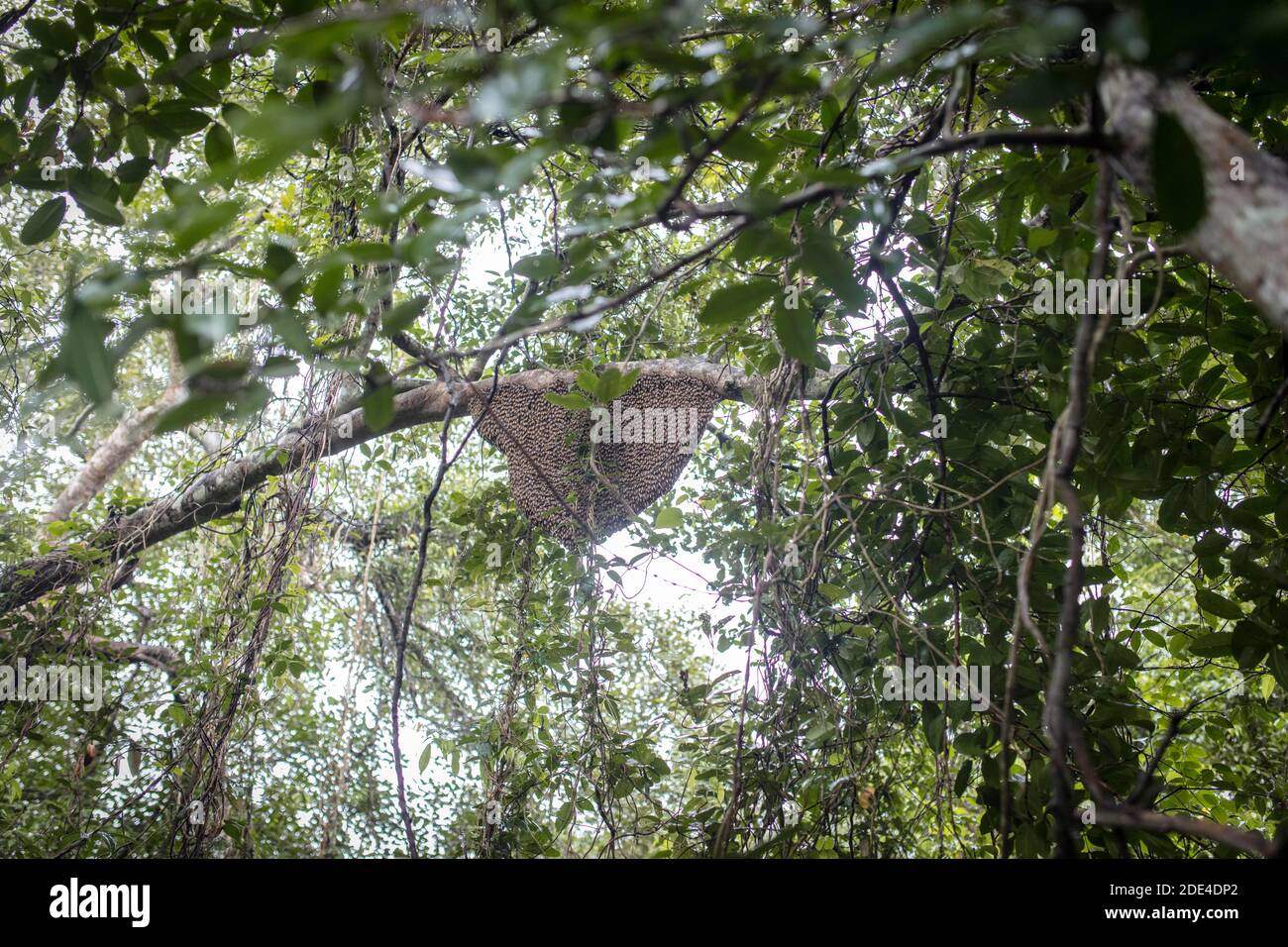 Nid d'abeille sur un arbre de la mangrove, Mongla, Sundarbans, Bangladesh Banque D'Images