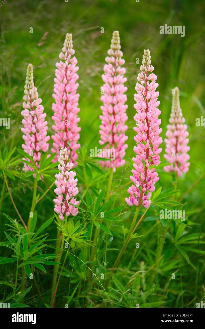 Lupin à feuilles multiples, Lupinus polyphyllus, Suisse Banque D'Images