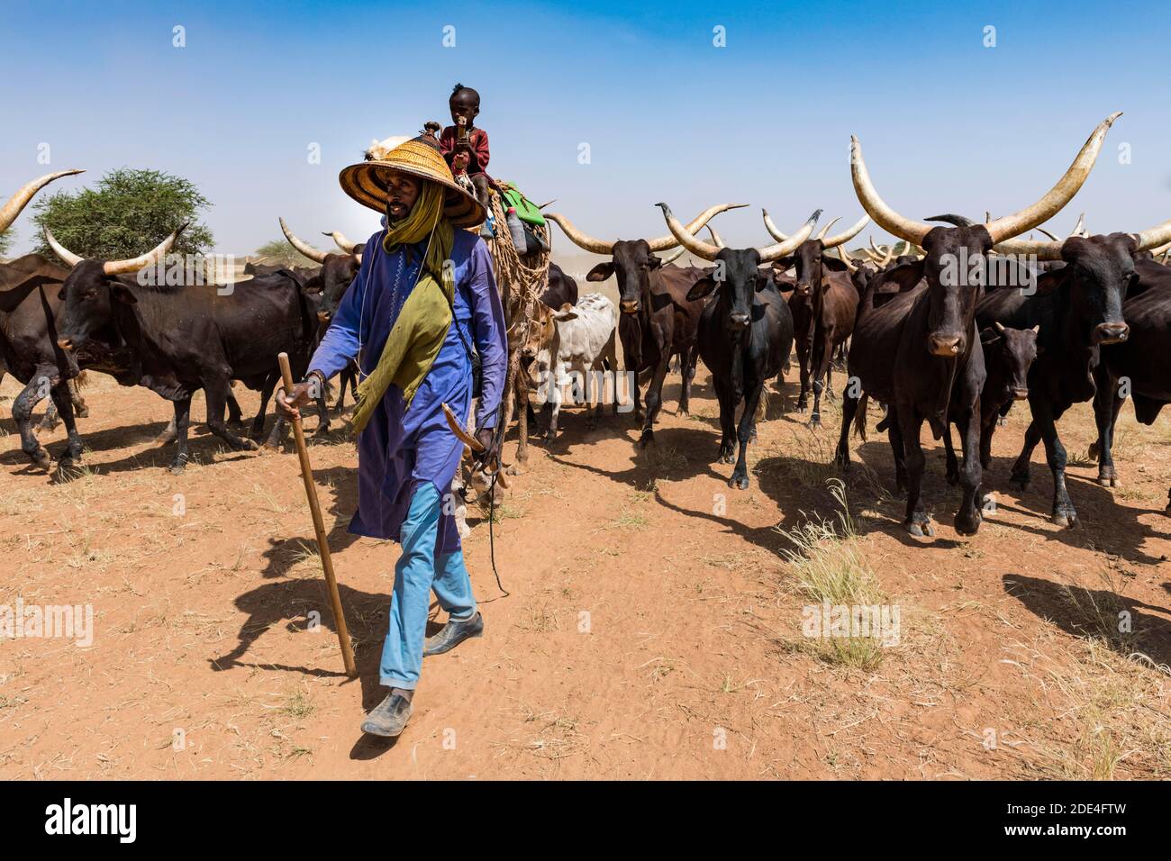 Caravane de Peul nomades avec leurs animaux au Sahel Du Niger Banque D'Images