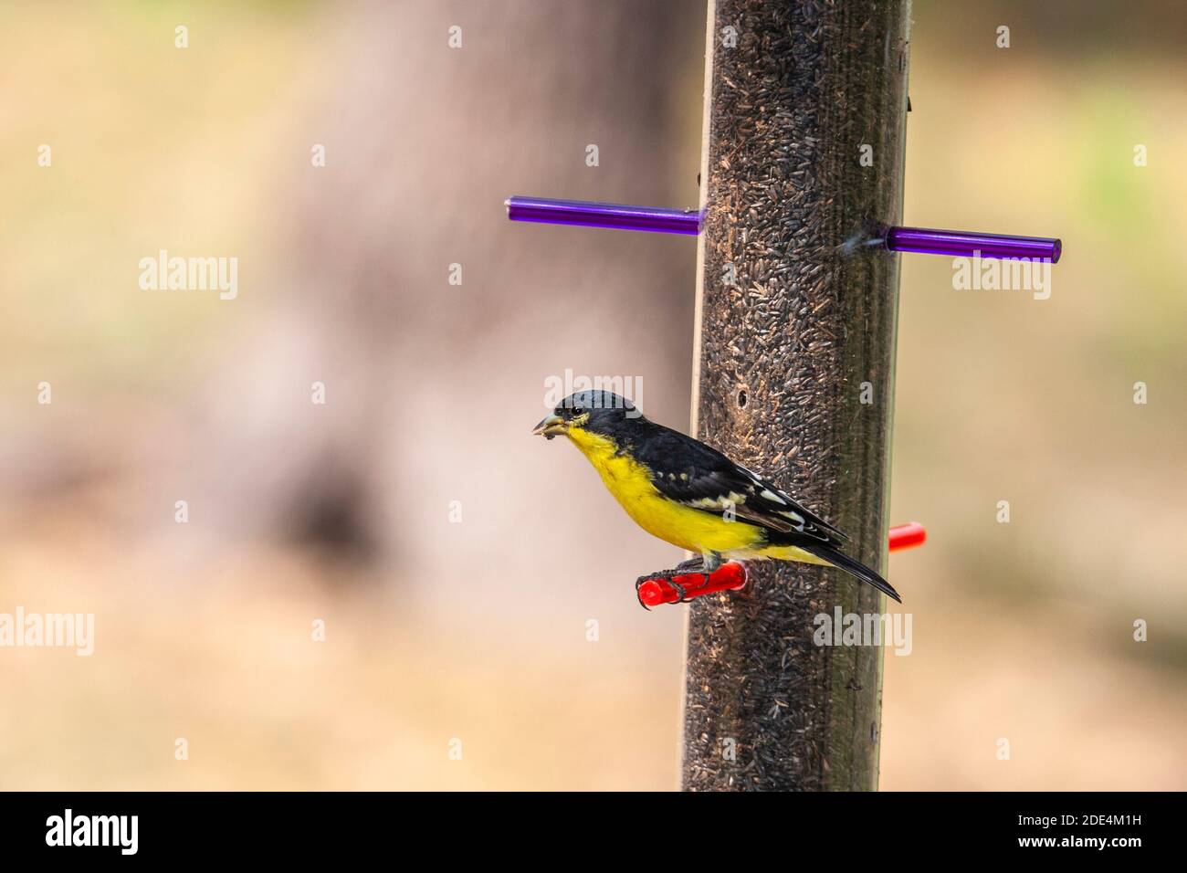 Le petit Goldfinch, Carduelis psaltria, dans la zone naturelle de Block Creek, dans le centre du Texas. Banque D'Images