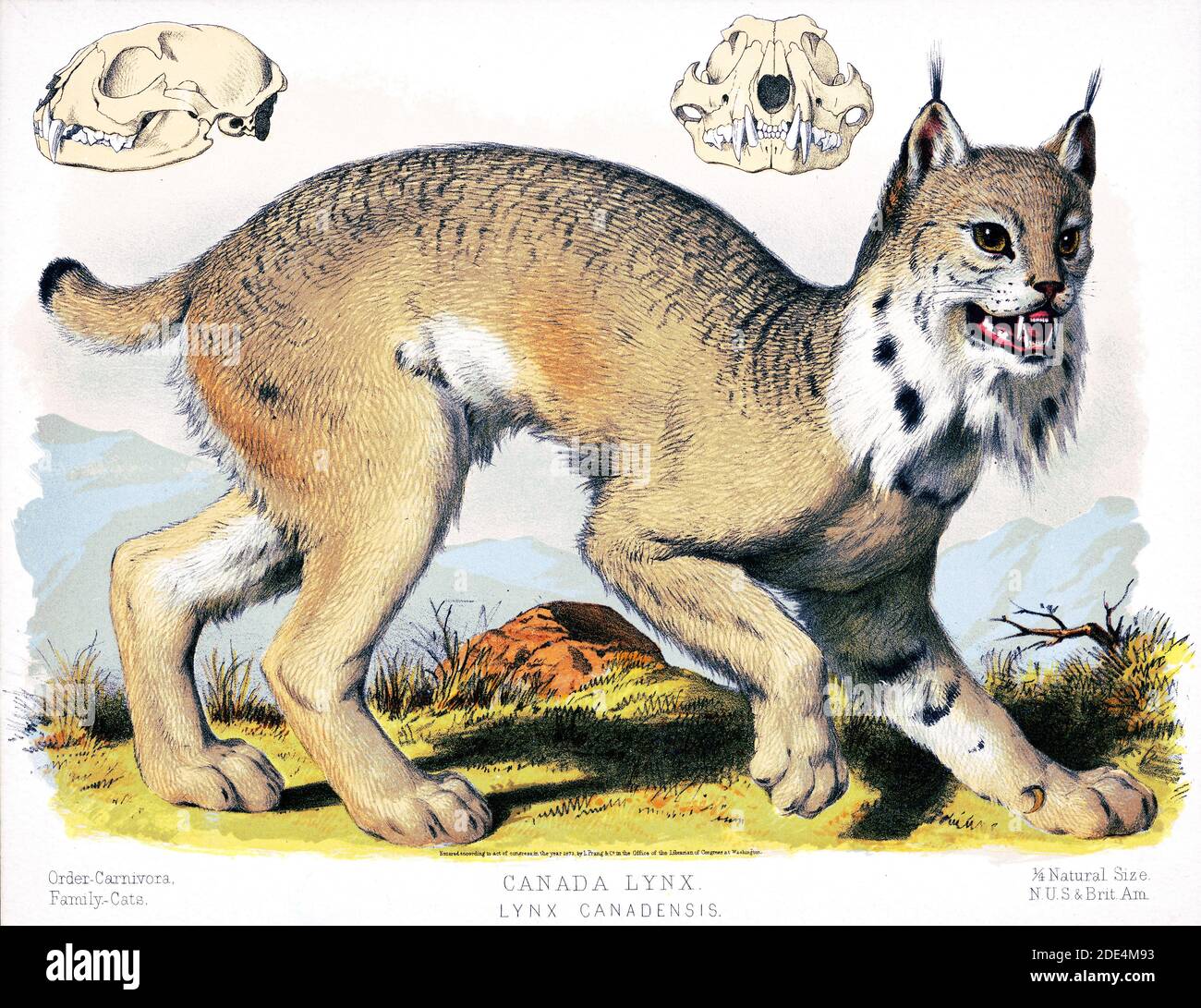 Imprimer Montre Une Vue Du Cote Droit D Un Lynx Du Canada De L Ordre Carnivores Famille Les Chats Photo Stock Alamy