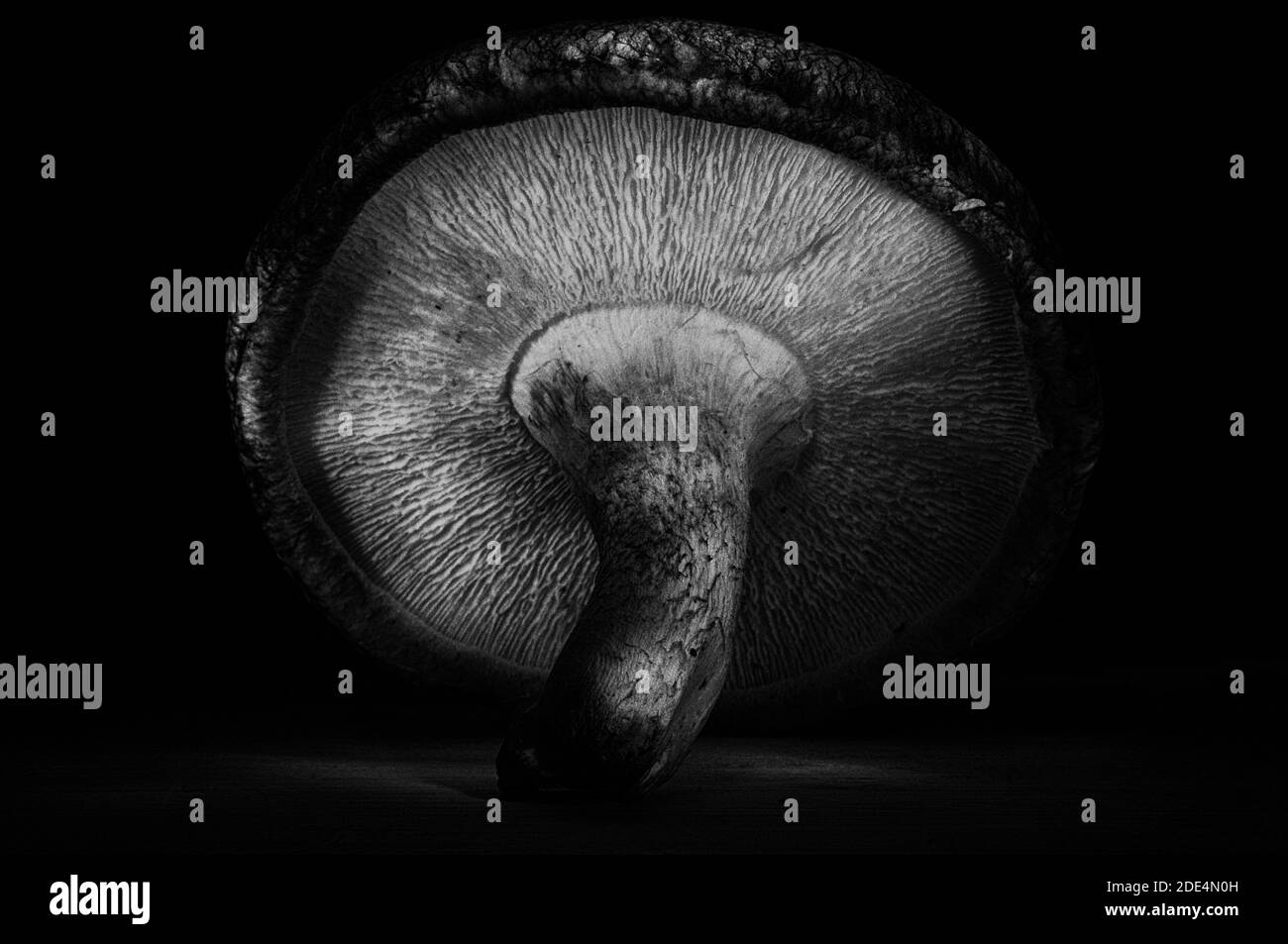 Art champignons Banque D'Images