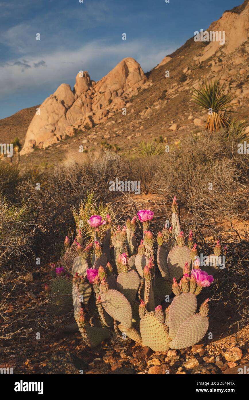 cactus de beavertail Banque D'Images