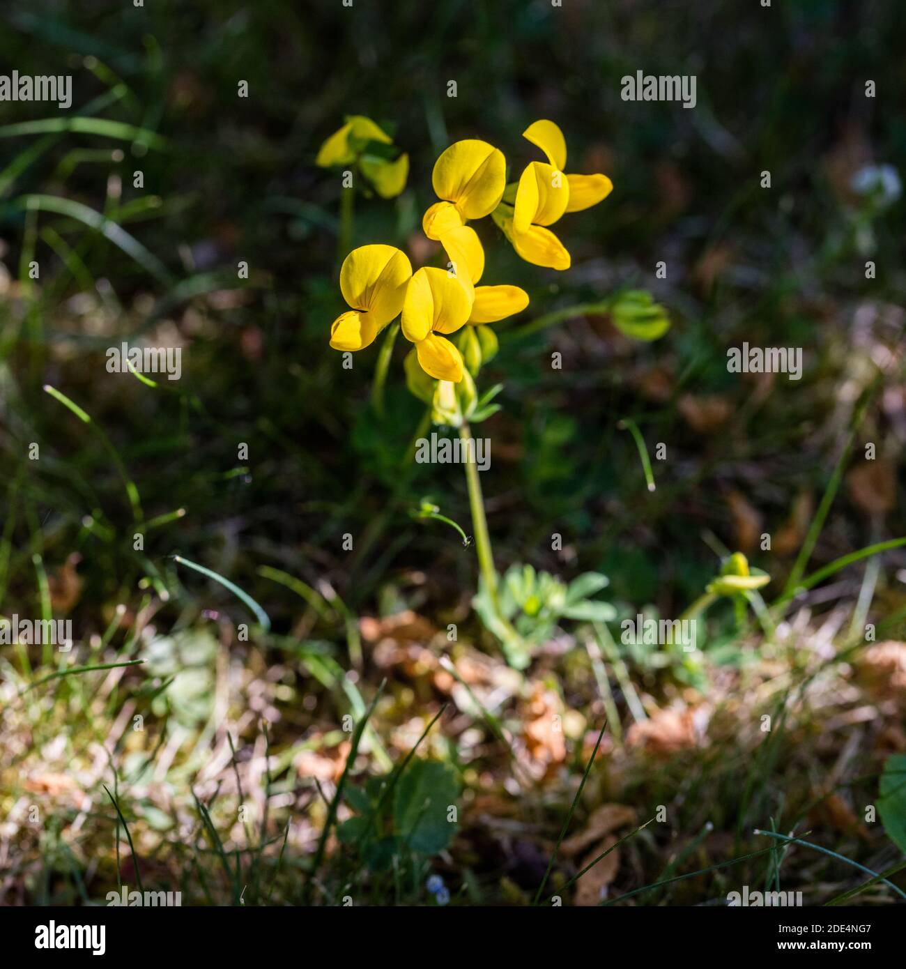 Trèfle à pied, Käringtand (Lotus corniculatus) Banque D'Images
