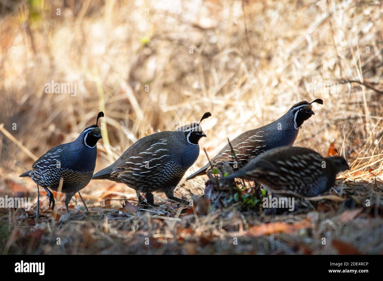 L'oiseau d'état de Californie, Californie Quail (Callipepla californica) à point Reyes National Seashore, Californie Banque D'Images