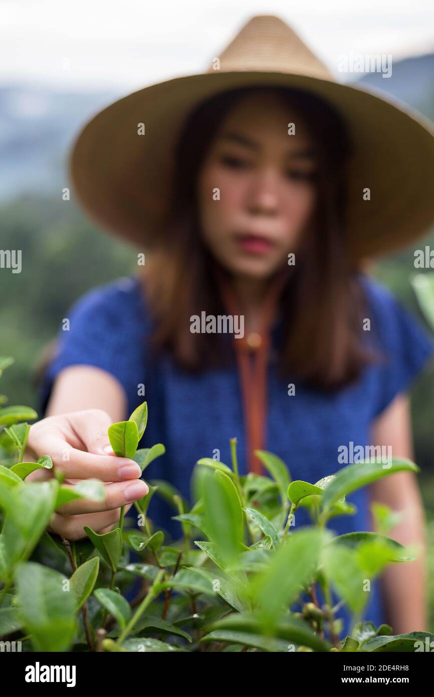 une agricultrice asiatique de style costume tribal porte un panier tissé Style de vie d'origine sur la plantation de thé de haute montagne belle situation du Nord Thaïlande Banque D'Images