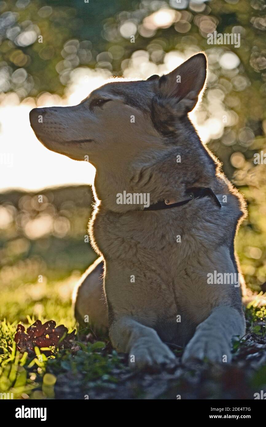 Husky sibérien, chien domestique (Canis lupus familiaris). Portrait- rebord éclairé de fourrure en plaçant le soleil. Pose, en regardant d'un côté. Question Banque D'Images