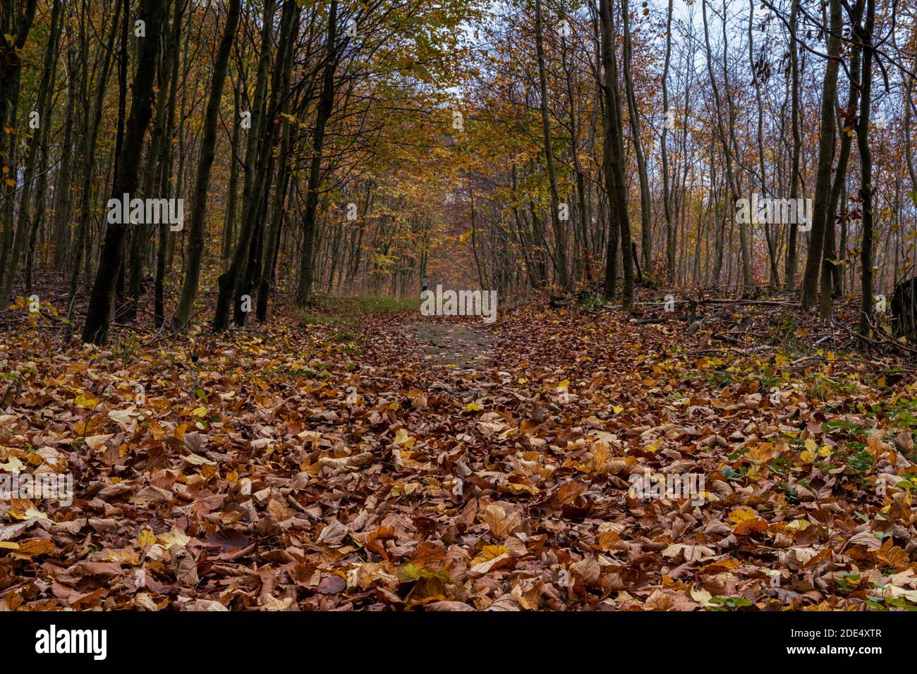 Une forêt européenne de Hêtre aux couleurs de l'automne. Photo du comté de Scania, sud de la Suède Banque D'Images