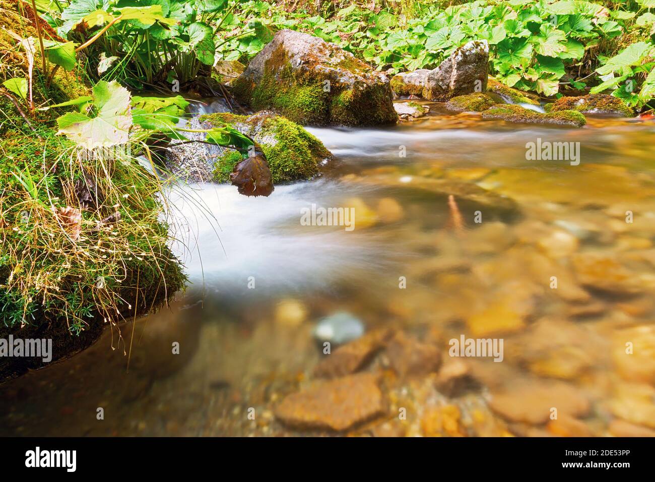 Détail du cours d'eau de montagne dans les montagnes Apuseni, Roumanie Banque D'Images