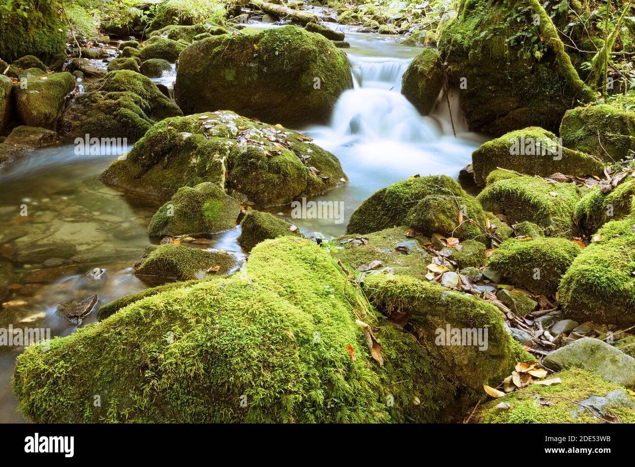 Détail d'un ruisseau de montagne dans le parc naturel d'Apuseni Banque D'Images