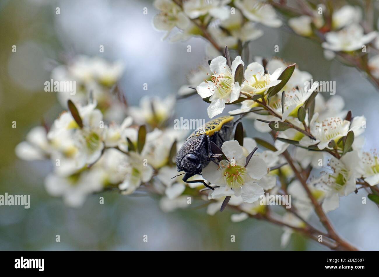Originaire de l'Australie, le joyau à Freckled Beetle, Stigmoda macularia, famille des Buprestidae, se nourrissant du nectar des fleurs d'arbre à thé de Tantoon, dans la forêt de Sydney Banque D'Images