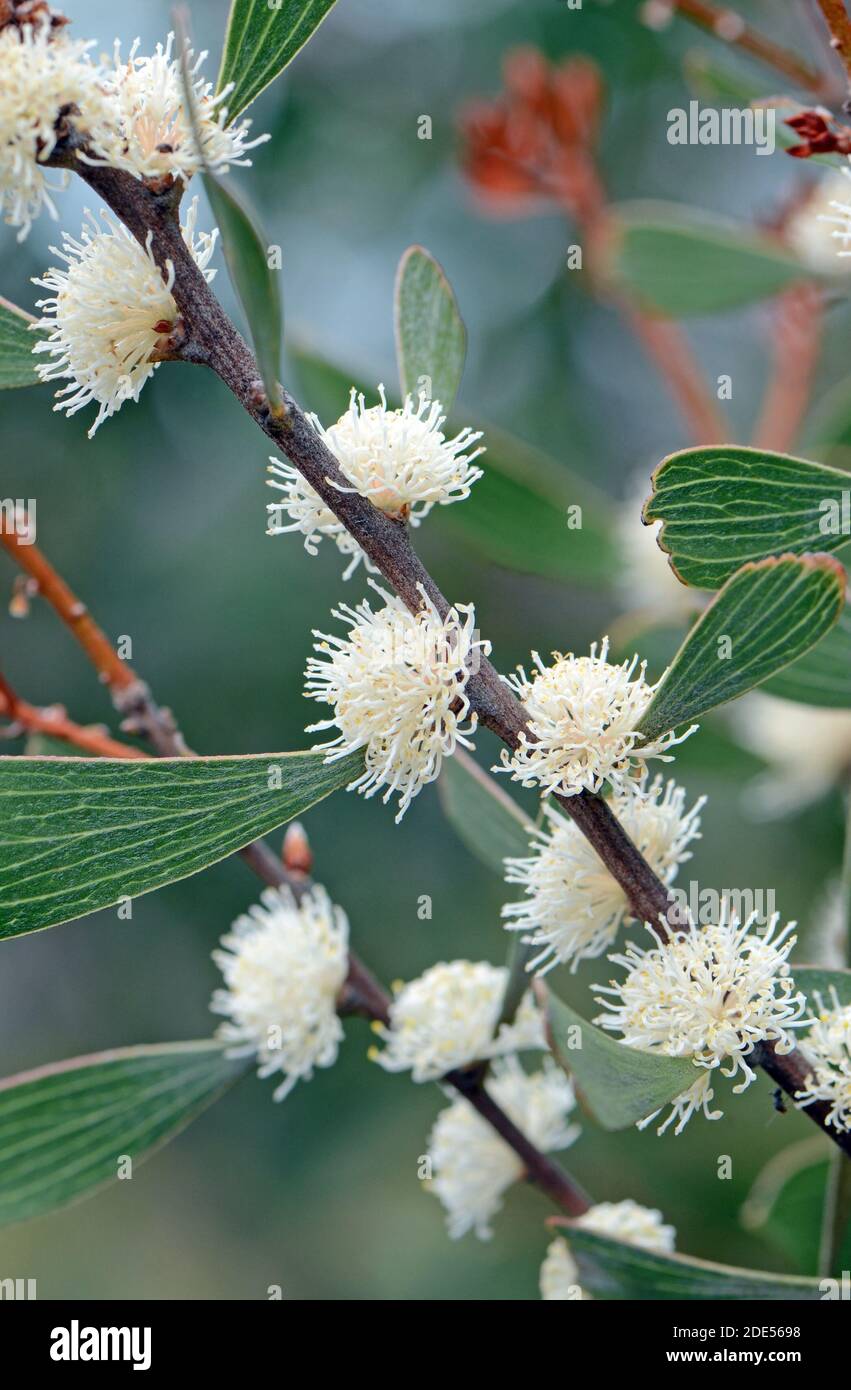 Fleurs blanches crémeuses de la famille des Proteaceae, Hakea dactyloides, originaire d'Australie. Endémique à la Nouvelle-Galles du Sud Banque D'Images