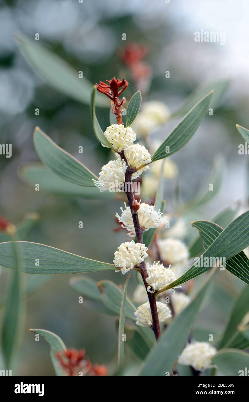 Fleurs blanches crémeuses de la famille des Proteaceae, Hakea dactyloides, originaire d'Australie. Endémique à la Nouvelle-Galles du Sud Banque D'Images