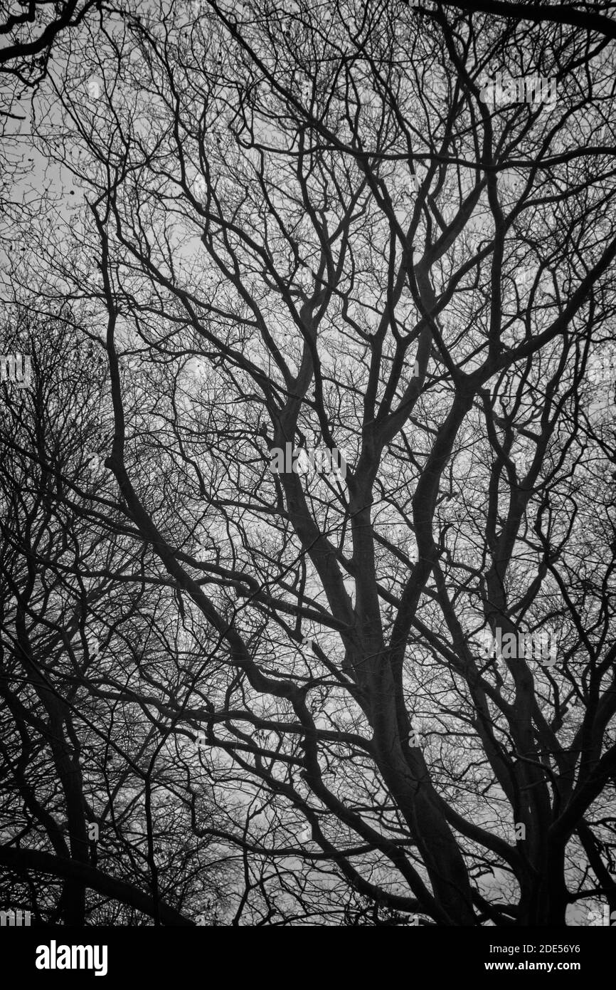 Une image monochrome d'un arbre avec toutes ses feuilles perdues en automne captuée à la fin d'un après-midi brumeux de novembre à Thornley Woods près de Gateshead, Tyne A. Banque D'Images