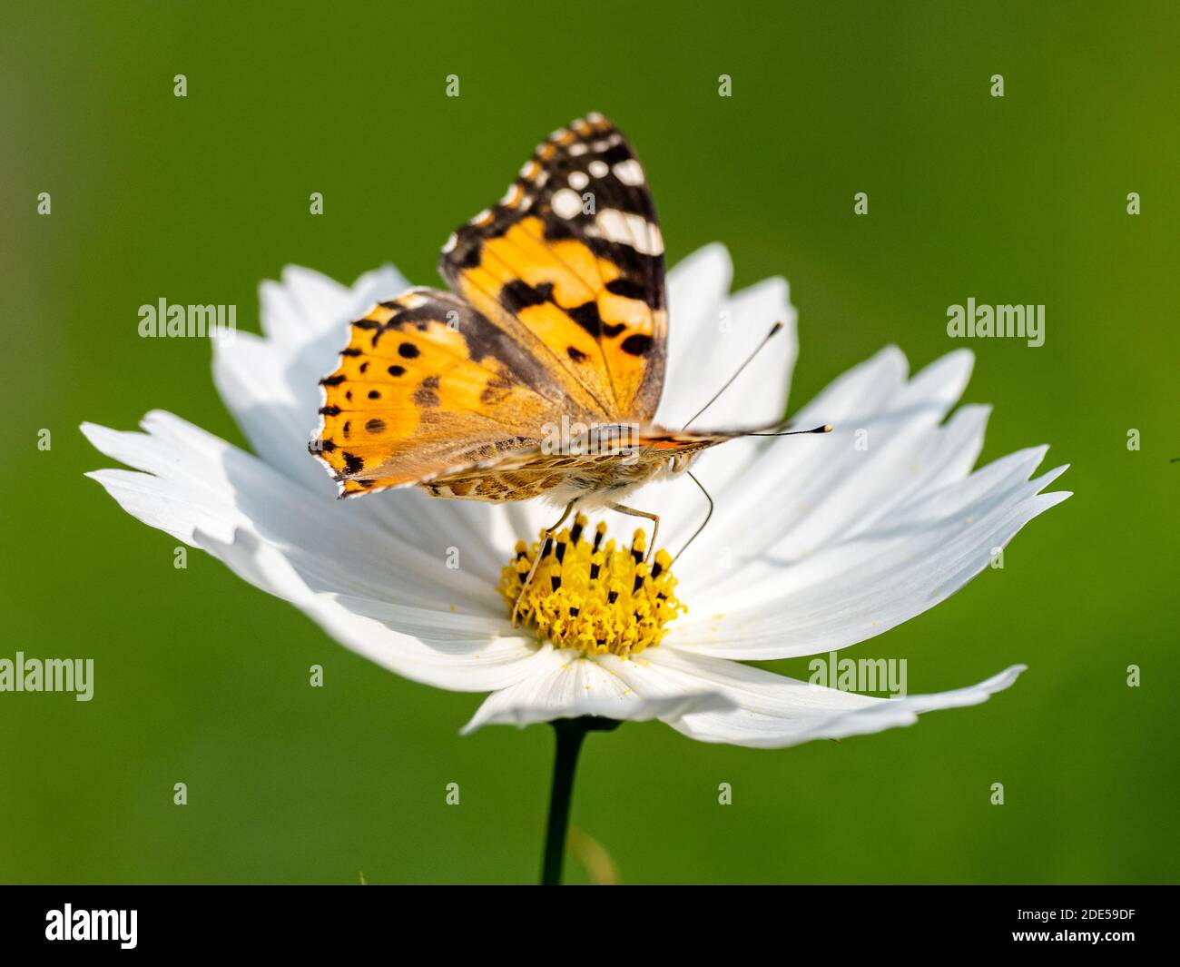 Une dame papillon peinte, Vanessa cardui, boit le nectar d'une fleur blanche dans un jardin de fleurs près de Yokohama, au Japon. Banque D'Images