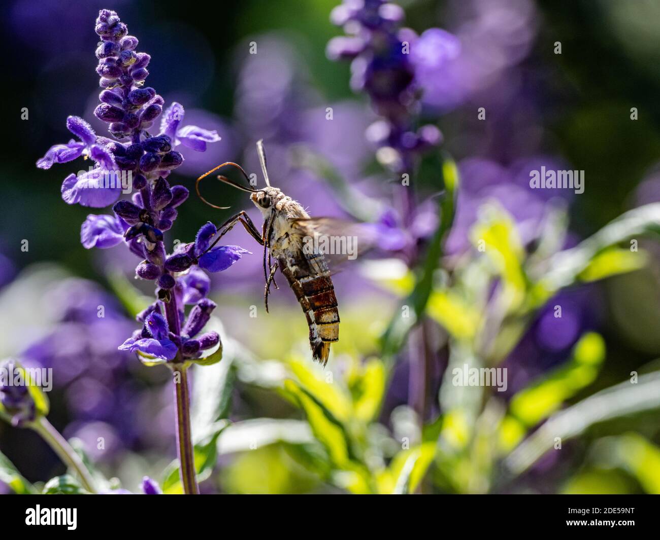 Macroglossum stellatarum, un hawkmoth d'colibris eurasien japonais, se nourrit de fleurs violettes tout en se nourrissant dans un parc de Sagamihara, au Japon Banque D'Images