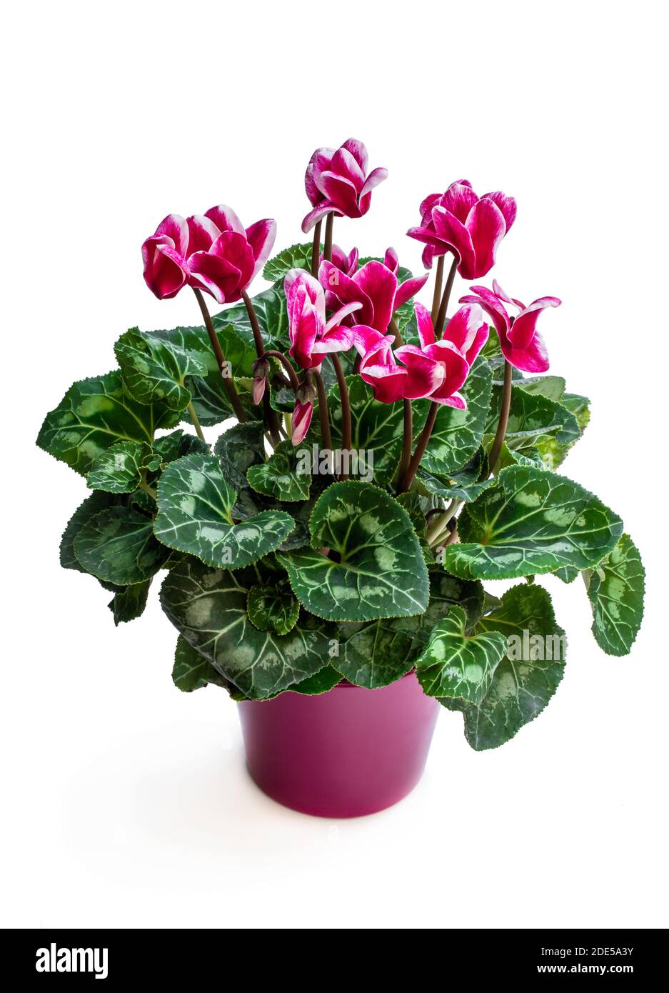 Fleur de cyclamen colorée en pot d'argile isolée sur blanc Banque D'Images
