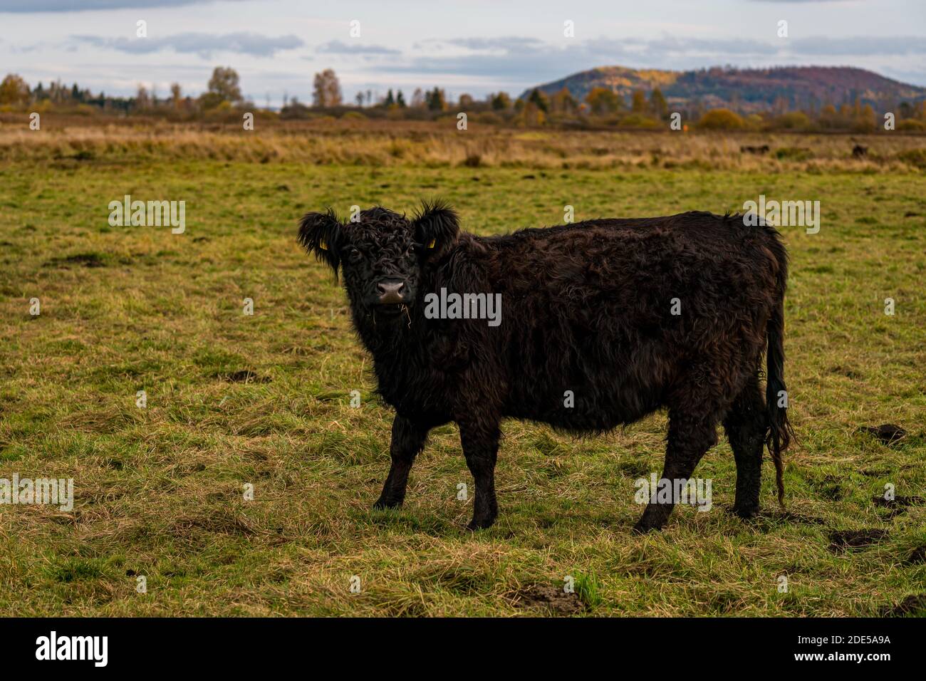 Le bétail Galloway au Bannwaldturm Pfrunger-Burgweiler Ried près d'Ostrach Banque D'Images