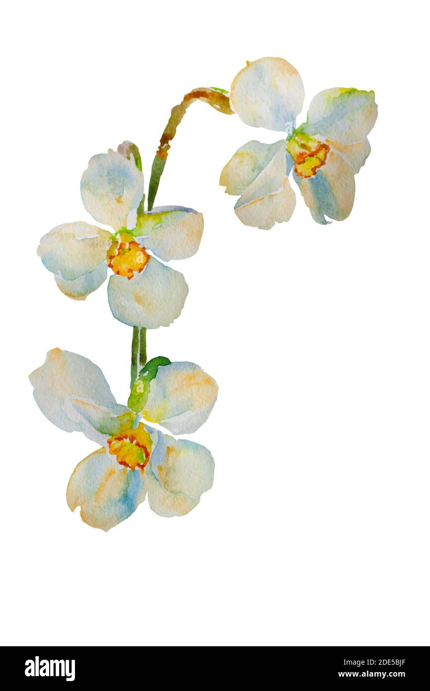 Narcissiques blancs illustration d'aquarelle originale isolée sur fond blanc Banque D'Images