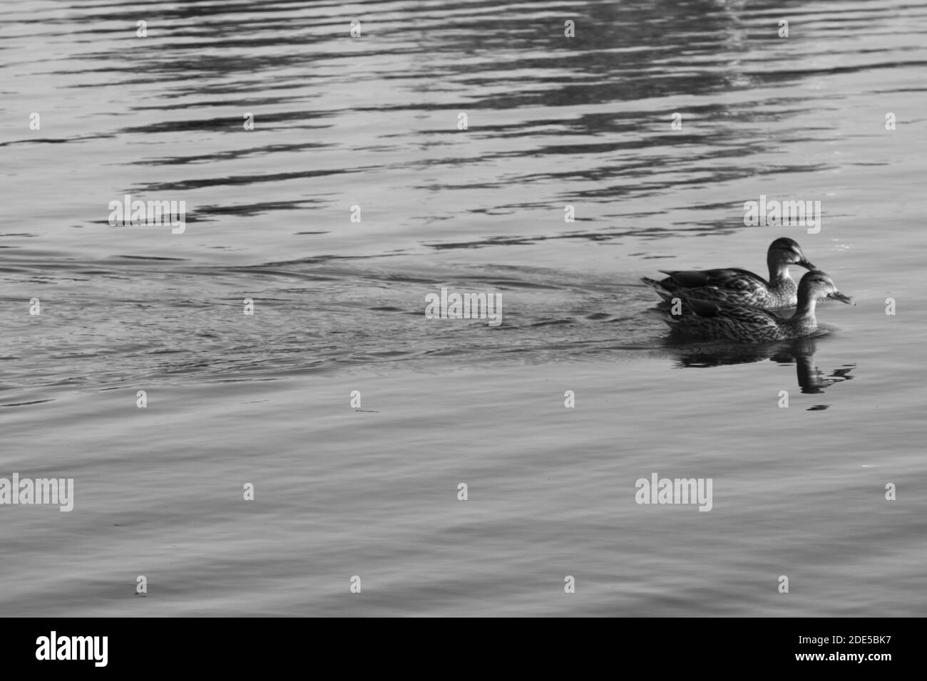 Bebes Canards Banque D Images Noir Et Blanc Alamy Bebes Canards Banque D Images Noir Et Blanc Alamy