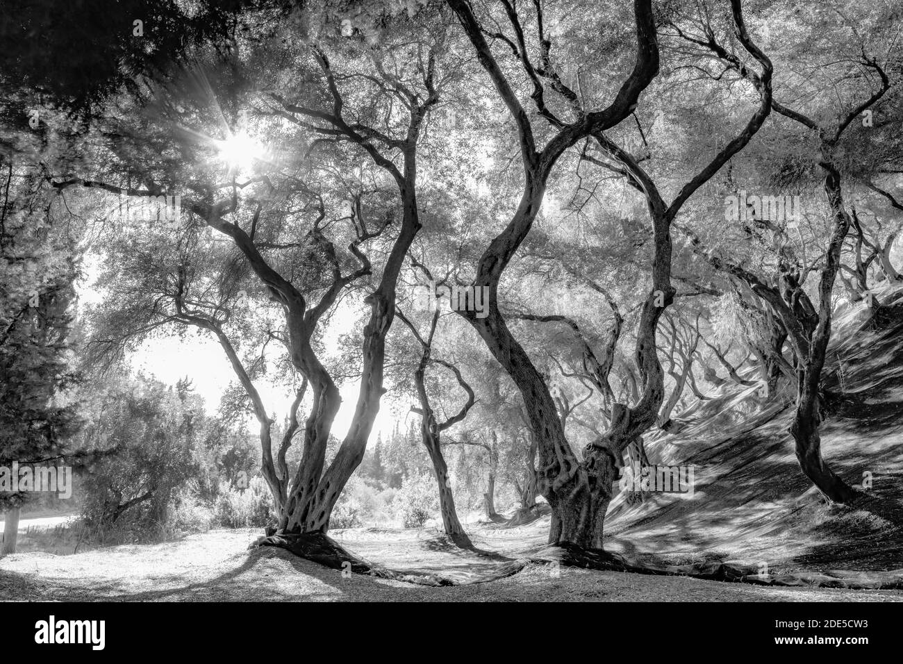 oliveraie, arbres avec troncs tordus, ombres et lumière jouent sous les arbres avec dense large-étendre les couronnes. Banque D'Images
