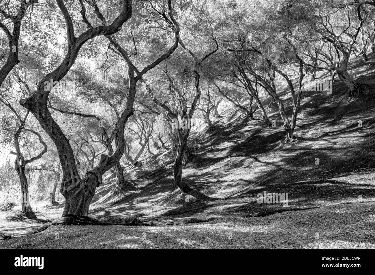 oliveraie, arbres avec troncs tordus, ombres et lumière jouent sous les arbres avec dense large-étendre les couronnes. Banque D'Images