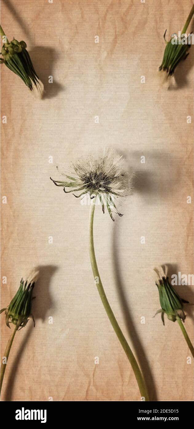 Une fleur de pissenlits moelleuse et quatre pissenlits fermés dans les coins. Carte art rétro Banque D'Images