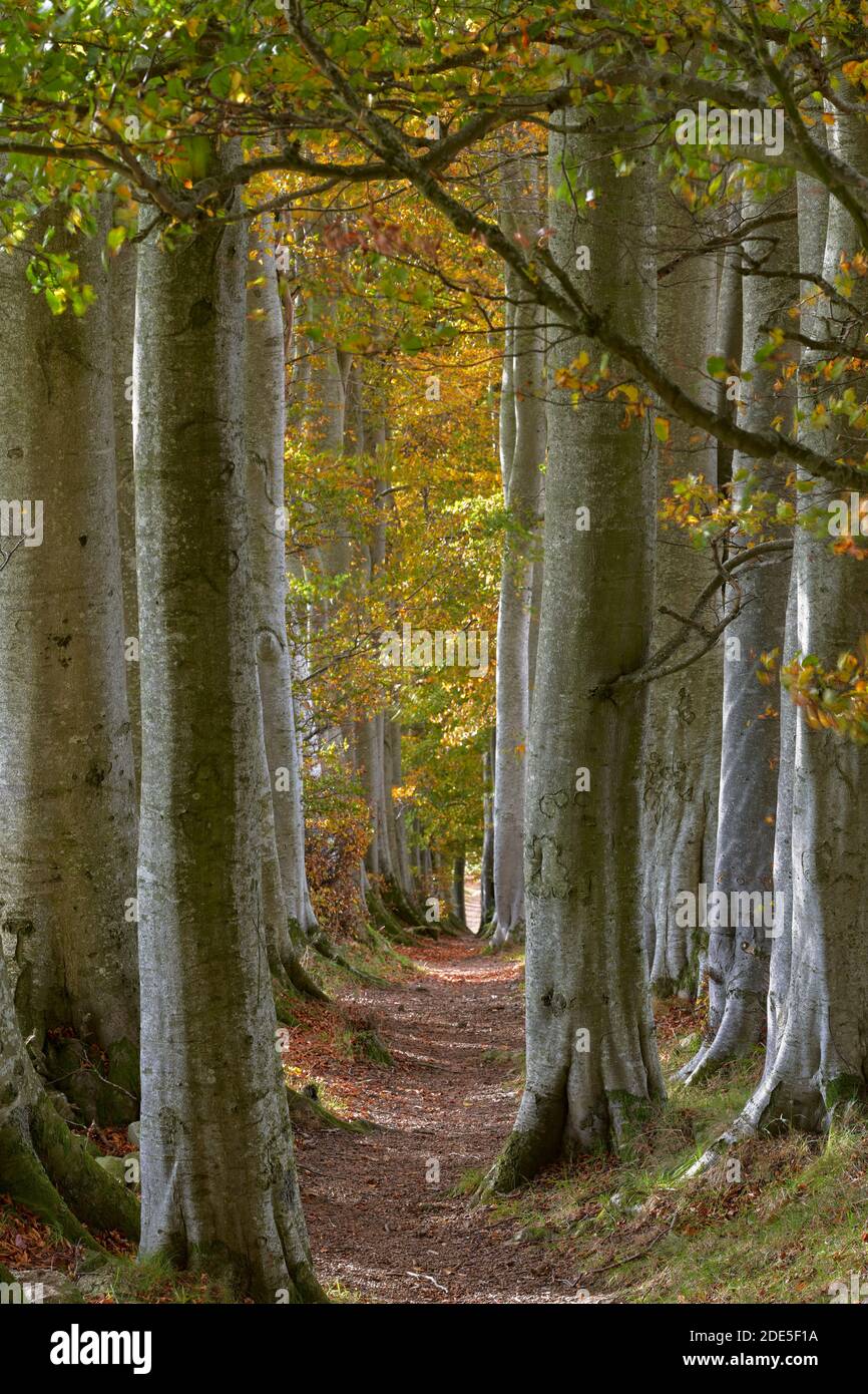 Hêtres et chemin, près de Tarland, Aberdeenshire, Écosse. Connus localement sous le nom de « biches », ces arbres sont des ceintures d'abri inhabituelles. Banque D'Images
