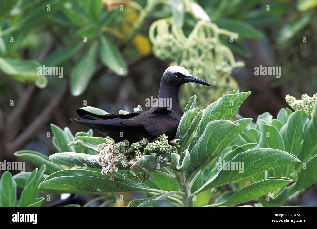 Black Noddy, minutus anose, adulte debout sur Branch, Australie Banque D'Images
