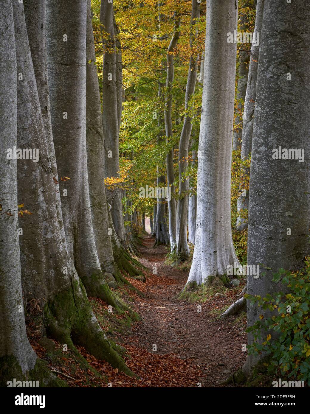 Hêtres et chemin, près de Tarland, Aberdeenshire, Écosse. Connus localement sous le nom de « biches », ces arbres sont des ceintures d'abri inhabituelles. Banque D'Images