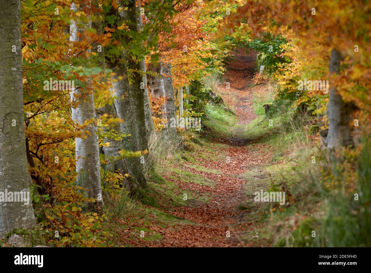 Hêtres et chemin, près de Tarland, Aberdeenshire, Écosse. Connus localement sous le nom de « biches », ces arbres sont des ceintures d'abri inhabituelles. Banque D'Images