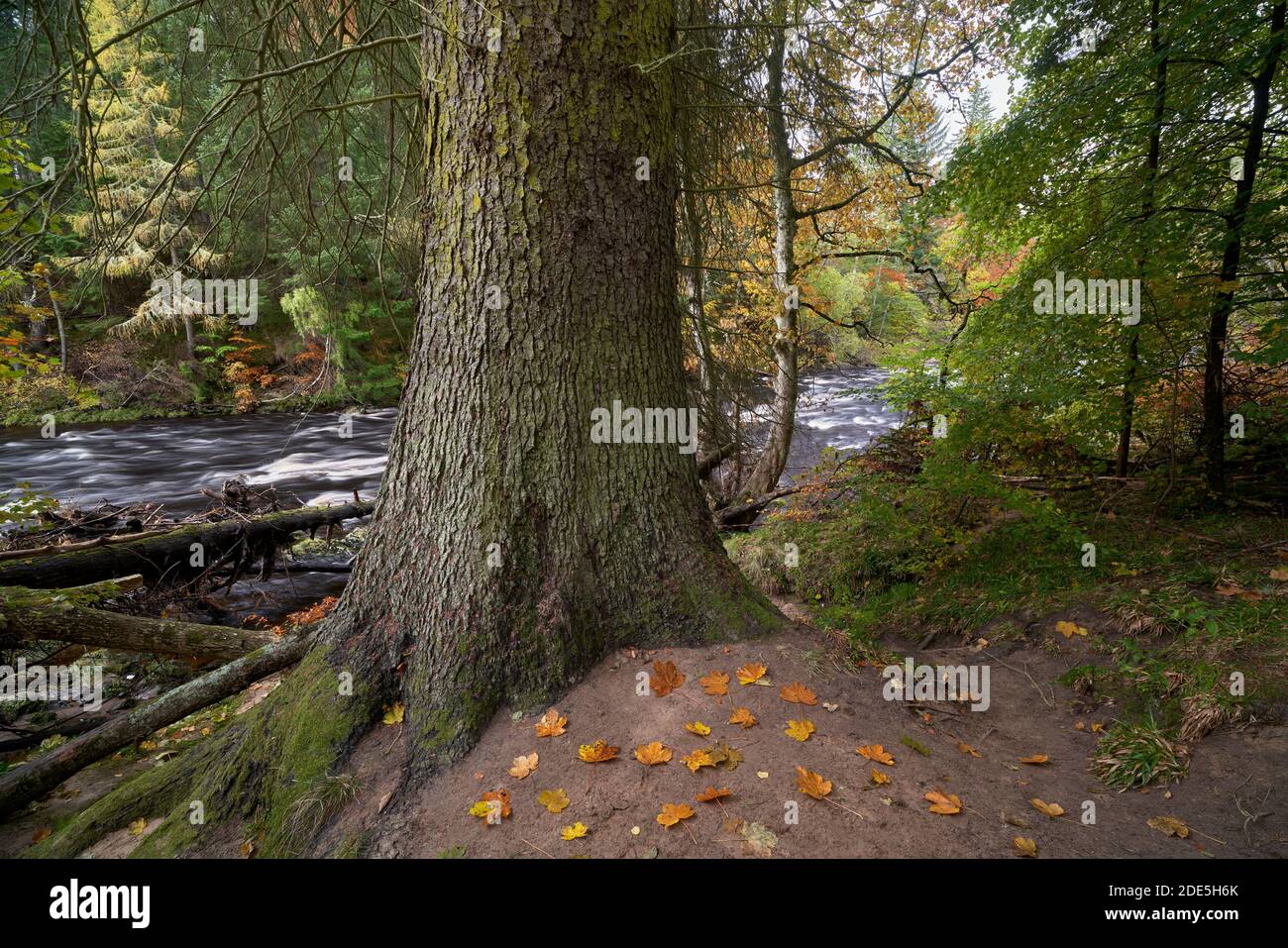 Le tronc d'un grand Douglas Fir sur les rives de la rivière Findhorn, près de Logie, Moray, Écosse. Banque D'Images