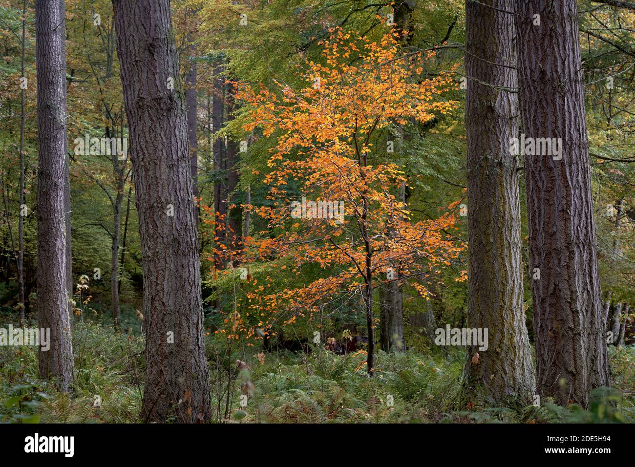 Jeune hêtre aux couleurs automnales entouré de sapins, près de Logie, Moray, Écosse. Banque D'Images