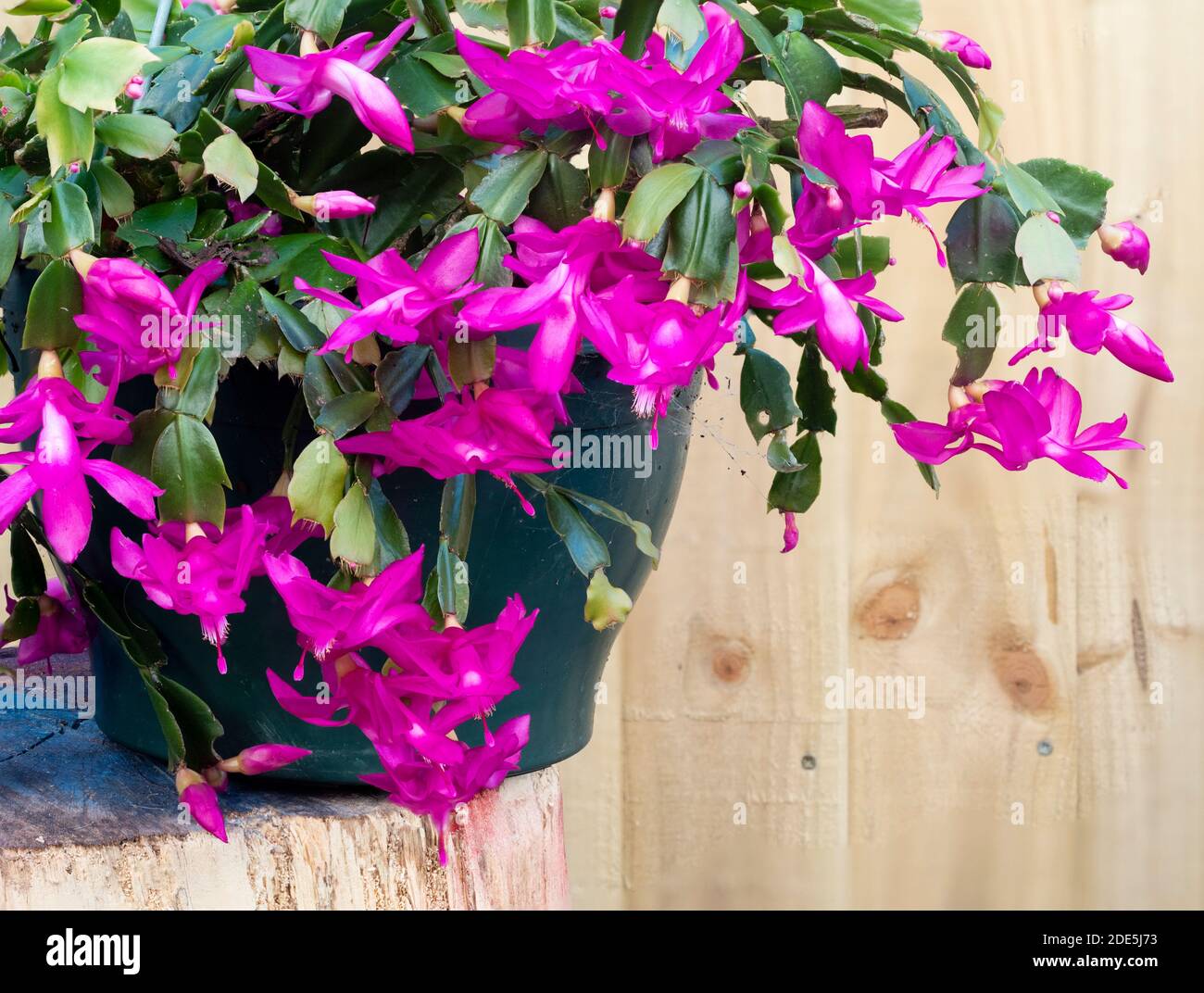 Exposition massée à la fin de l'automne du cactus de Noël épiphytique à  fleurs roses, Schlumbergera truncata Photo Stock - Alamy